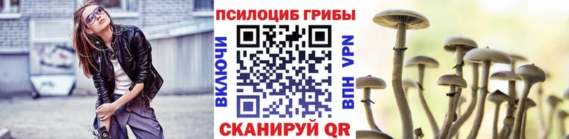 купить наркотики цена  Завитинск  площадка наркотические препараты  Псилоцибиновые грибы GOLDEN TEACHER 